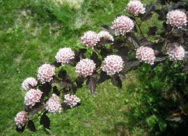 puzyreplodnik-krasnolistnyj-posadka-i-uhod_15_1 kalina